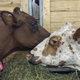 Illustration for article titled Cows at the Fair - Im Famous and Exhausted